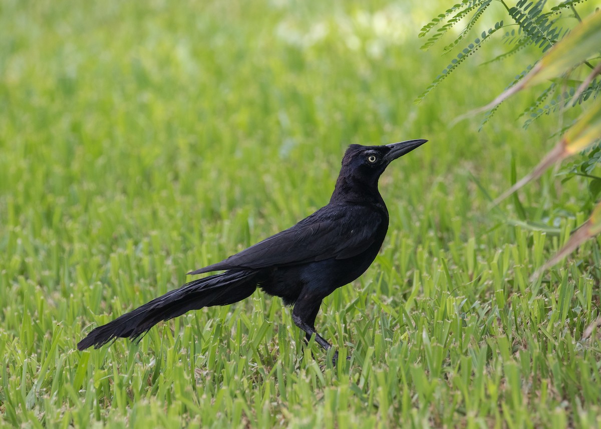 Great-tailed Grackle - Evan Coates