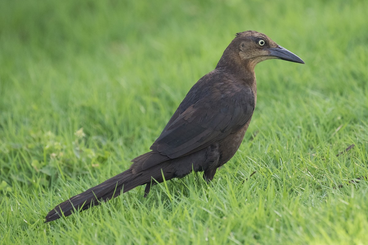 Great-tailed Grackle - ML622147500