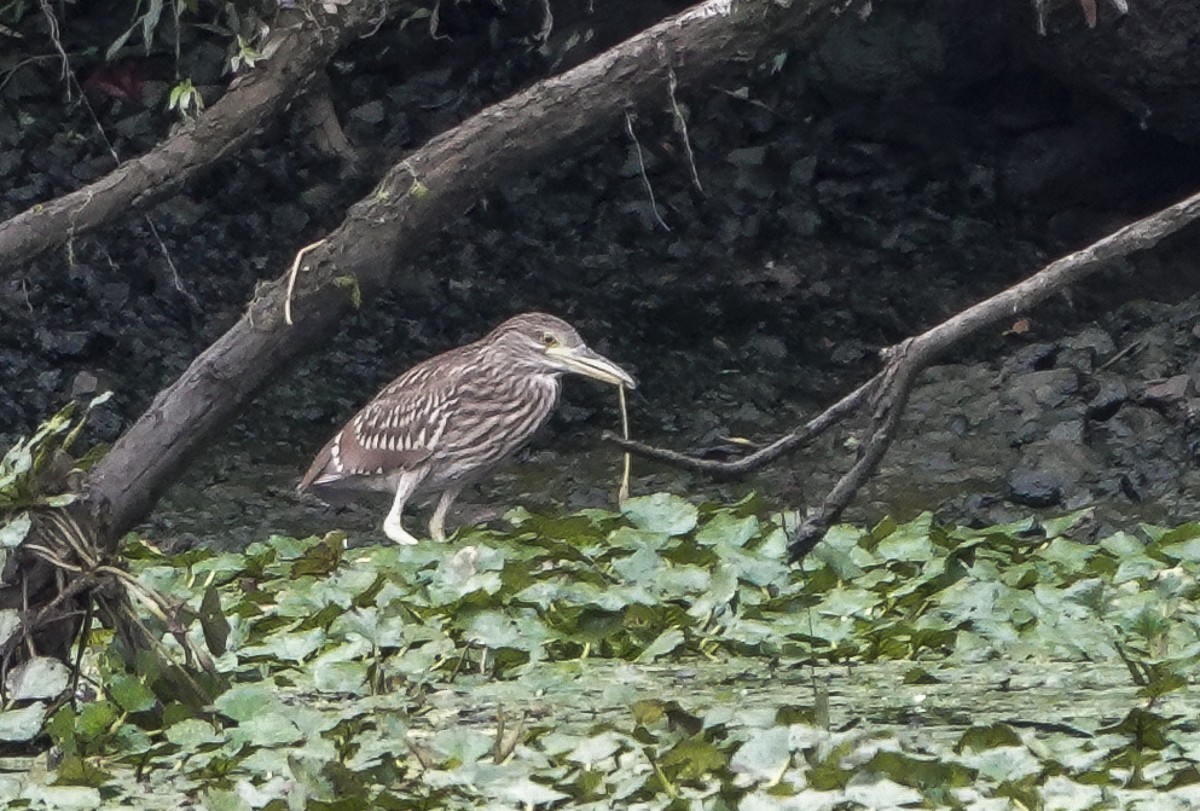 Black-crowned Night Heron - ML622147533