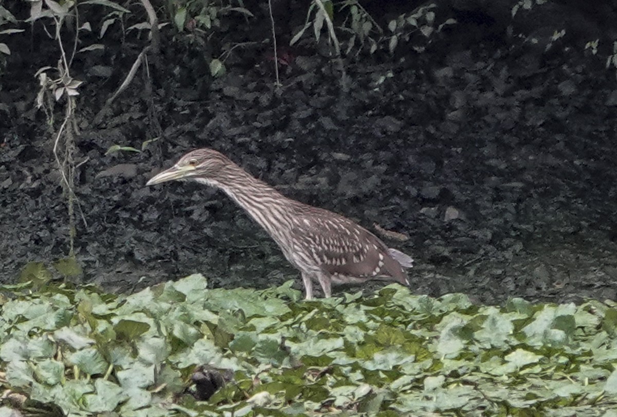 Black-crowned Night Heron - ML622147534