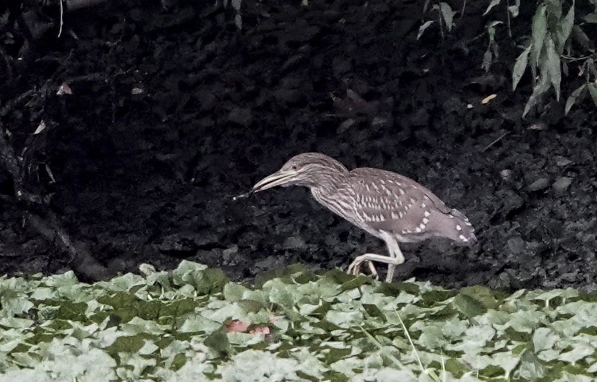 Black-crowned Night Heron - Carena Pooth