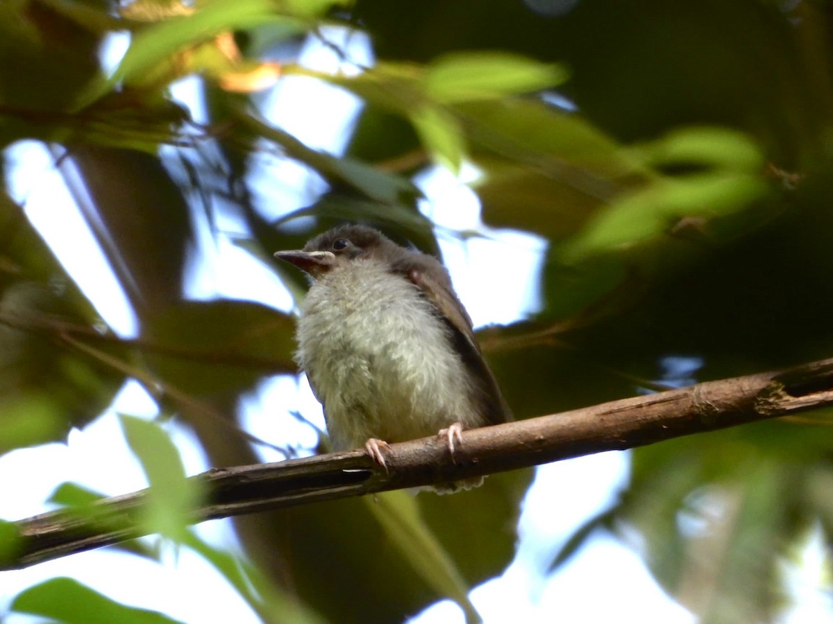 Bulbul Ojiblanco - ML622147537