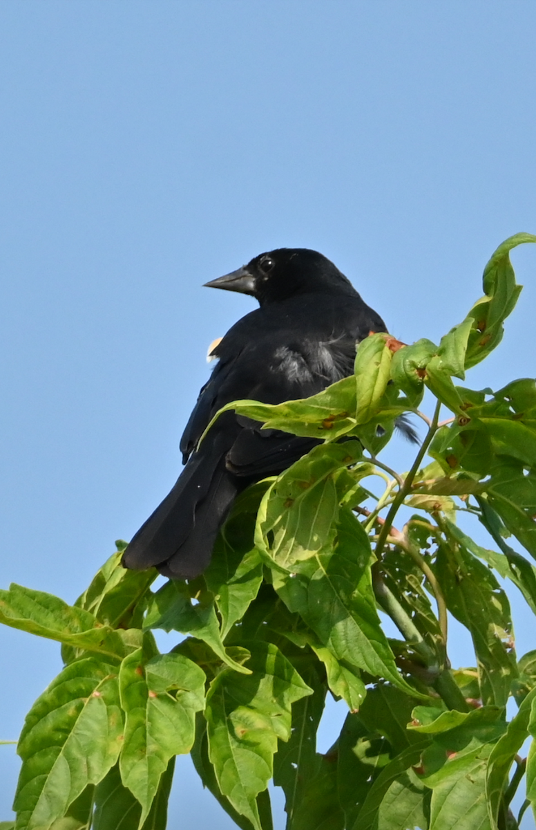 Red-winged Blackbird - Sylvie Rioux