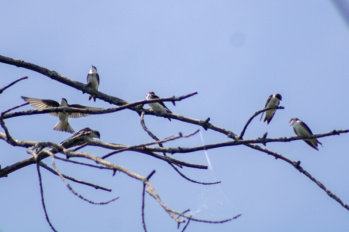 Golondrina Bicolor - ML622147548