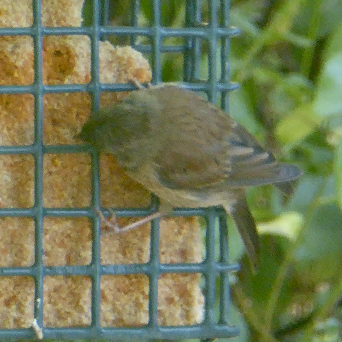 Junco Ojioscuro (grupo oreganus) - ML622147549