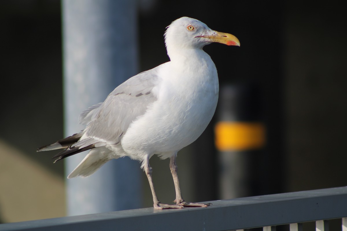 Gaviota Argéntea - ML622147551