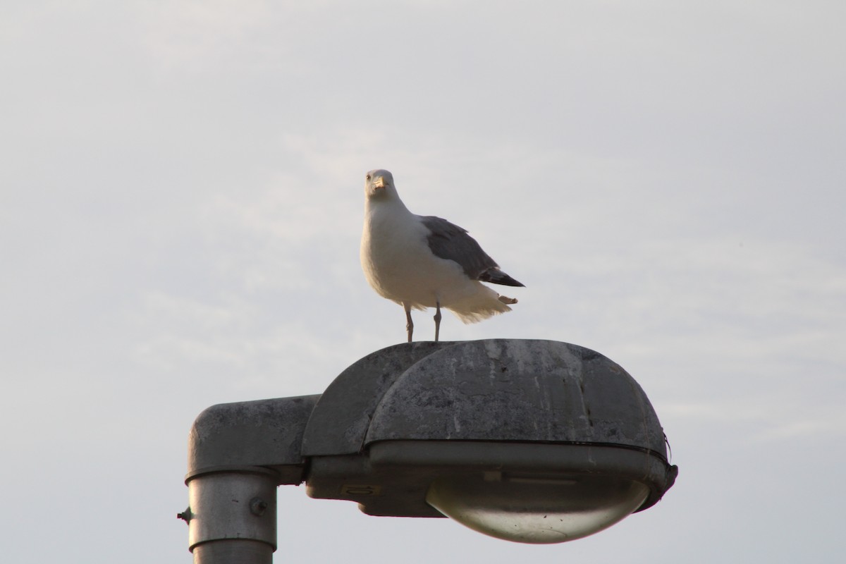 Gaviota Argéntea - ML622147552