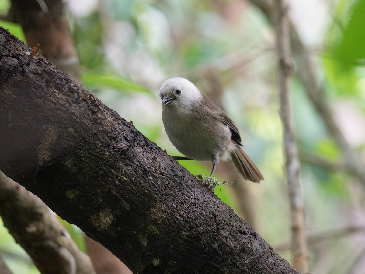 Mohoua Cabeciblanco - ML622147555