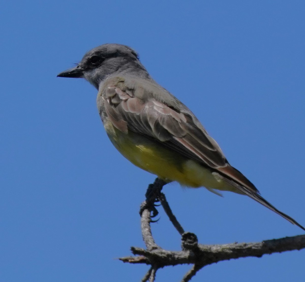 Cassin's Kingbird - ML622147556