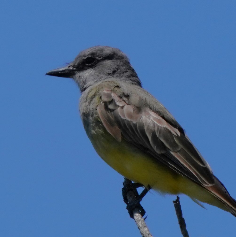 Cassin's Kingbird - ML622147557