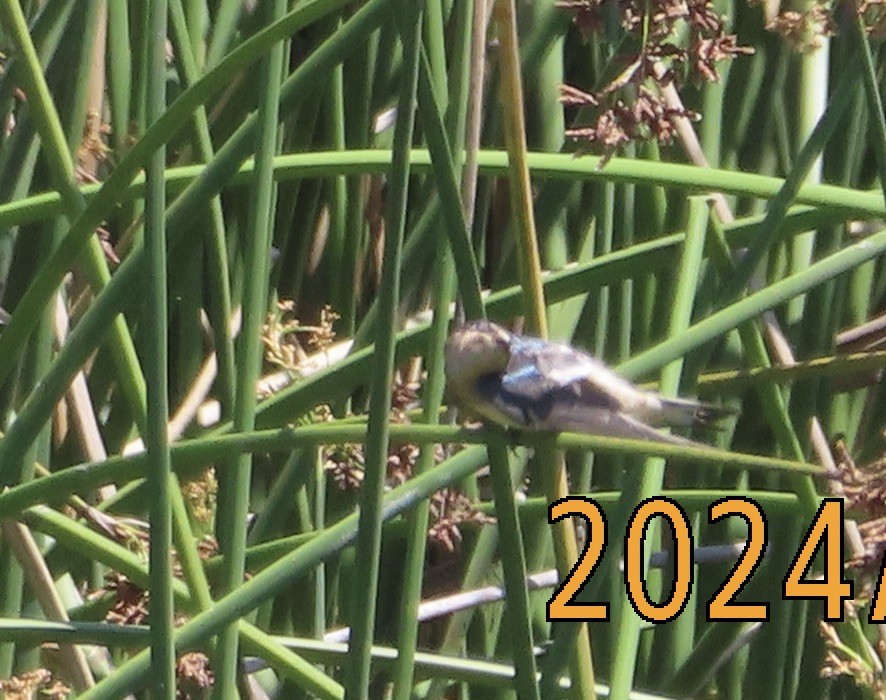 Barn Swallow - ML622147564