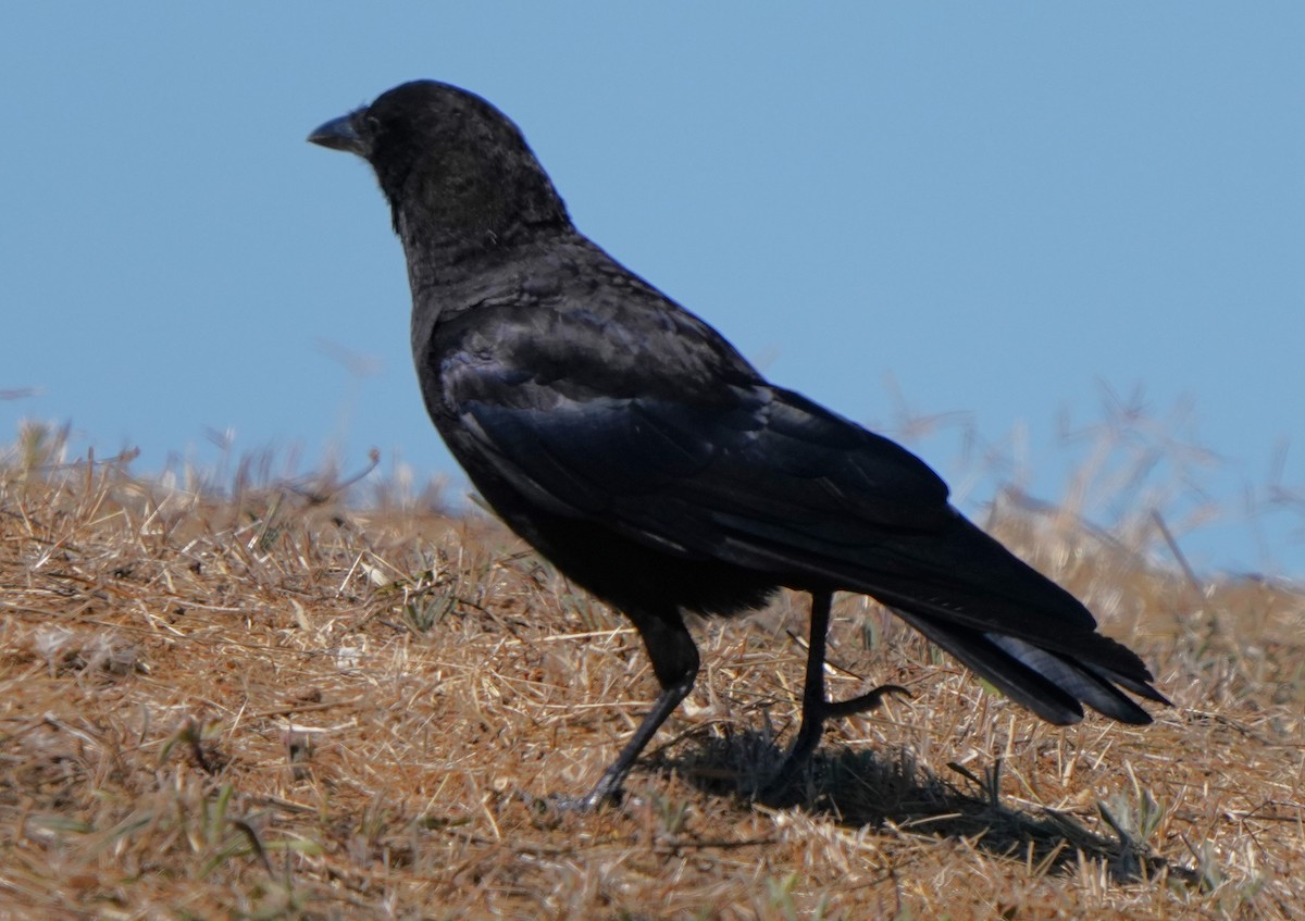 American Crow - ML622147580