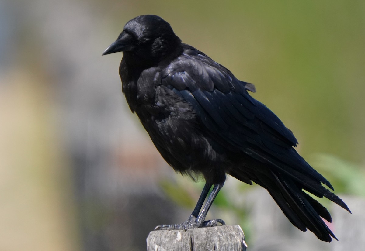 American Crow - ML622147581