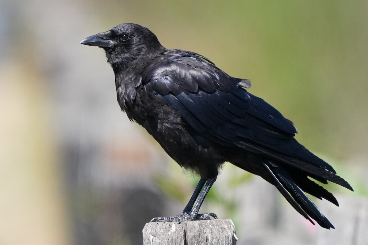 American Crow - ML622147583