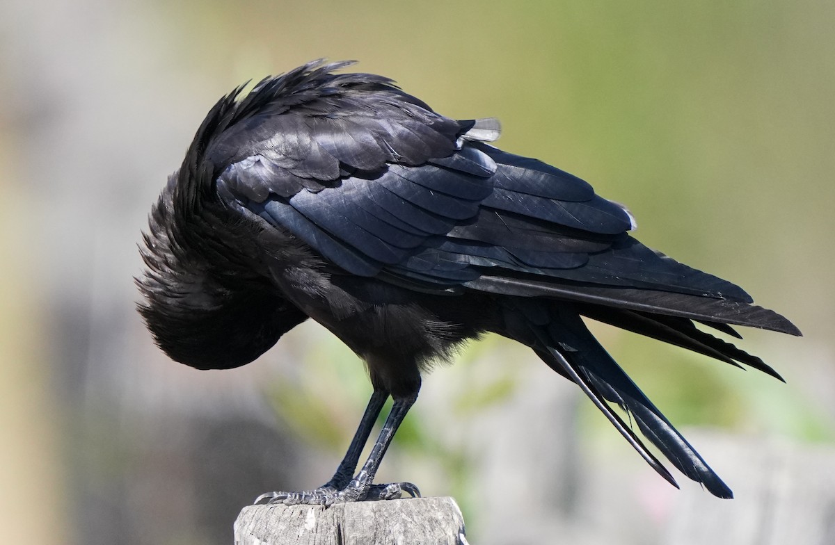 American Crow - ML622147584