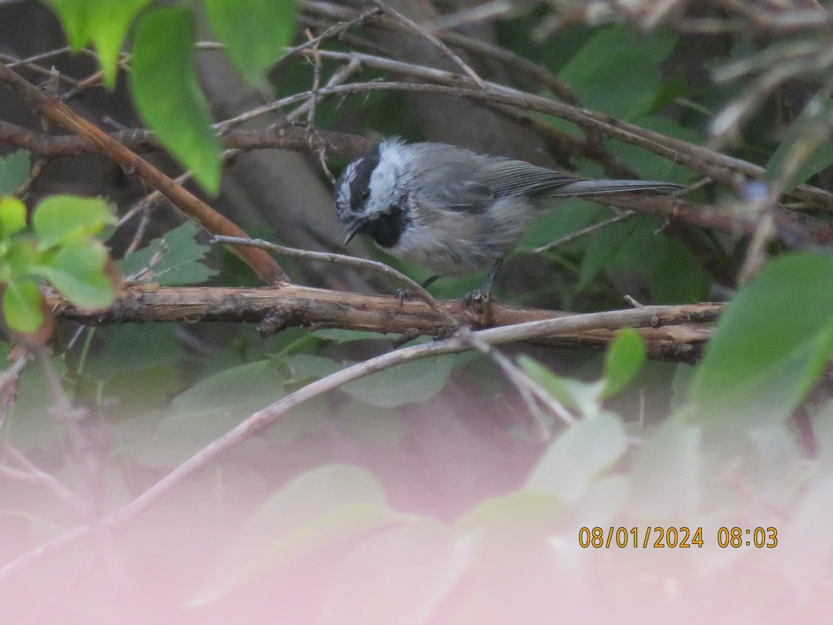 Mountain Chickadee - Anonymous