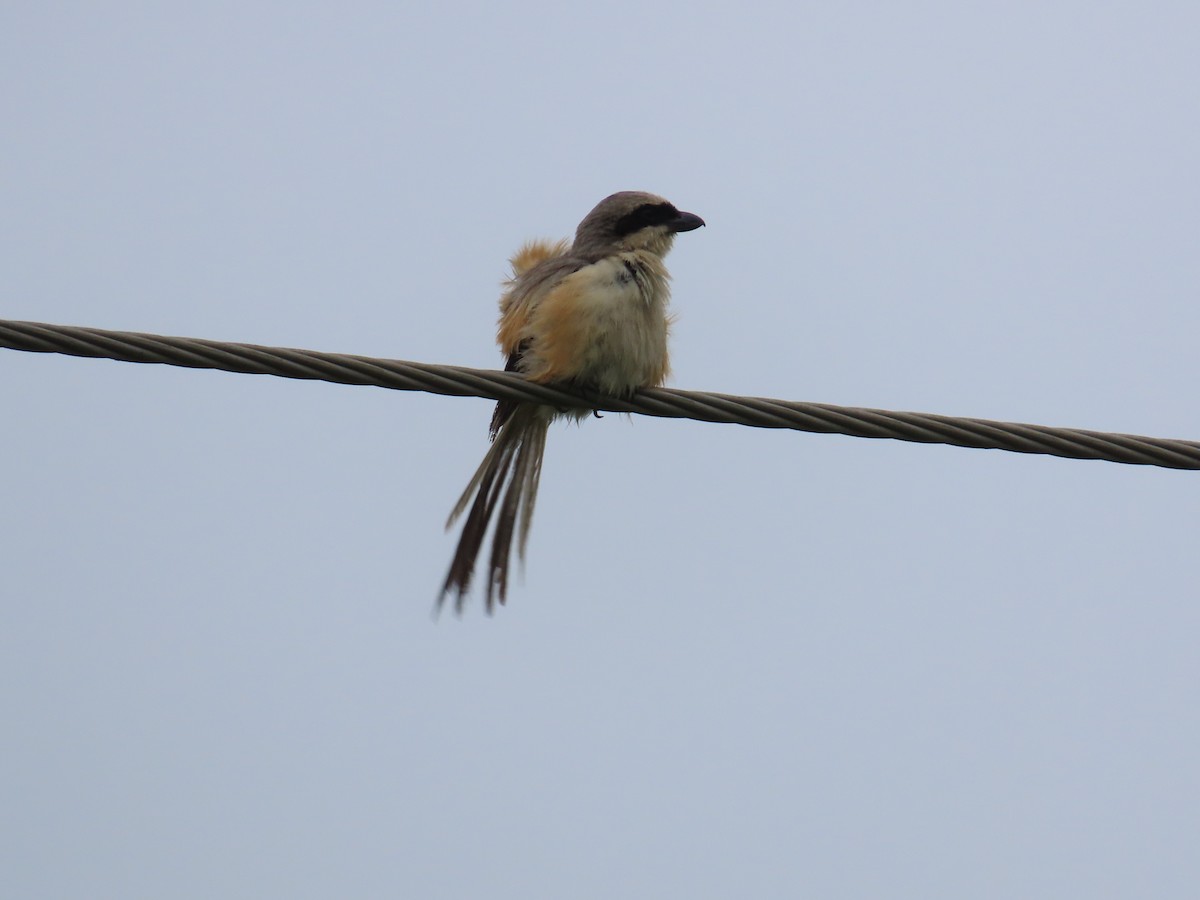 Long-tailed Shrike - Shilpa Gadgil