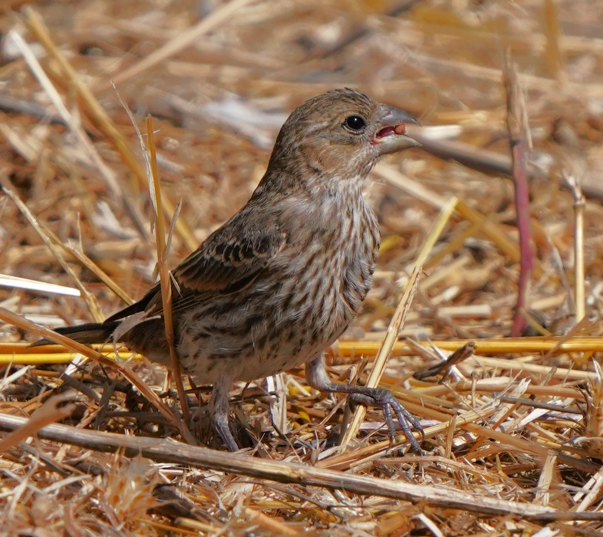 House Finch - ML622147595