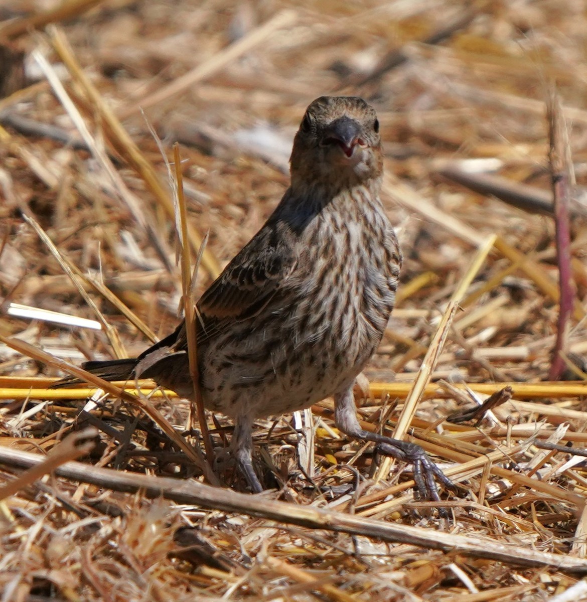 House Finch - ML622147596