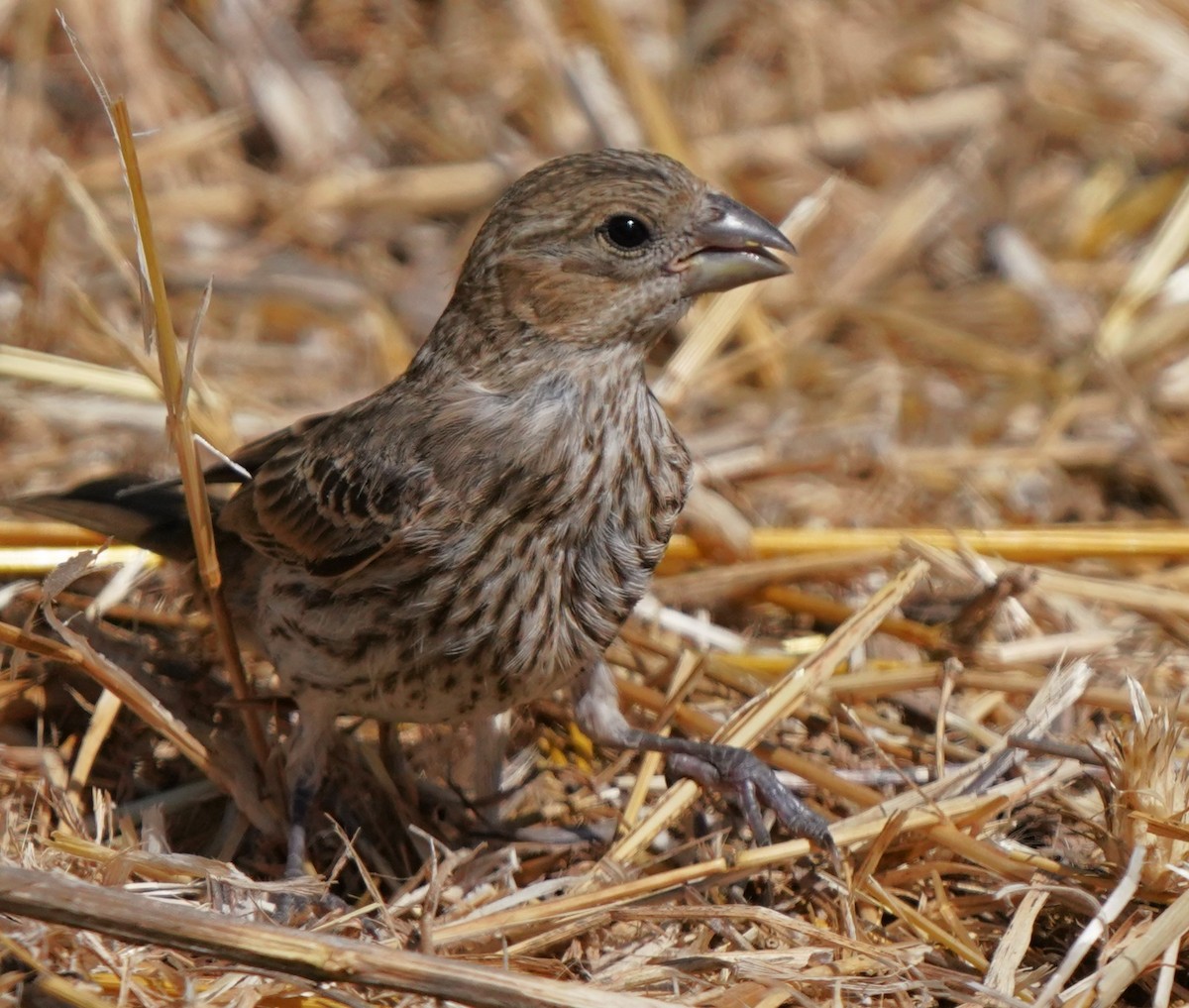 House Finch - ML622147597