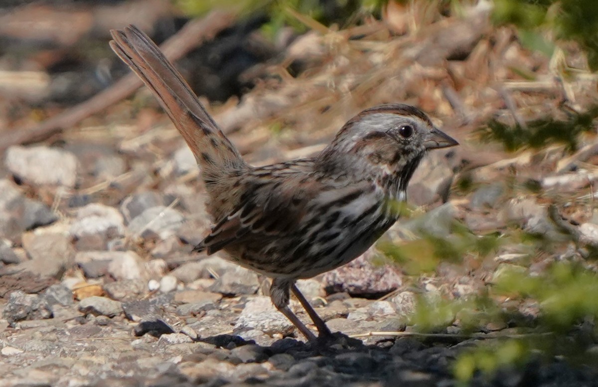 גיבתונית רוננת - ML622147599