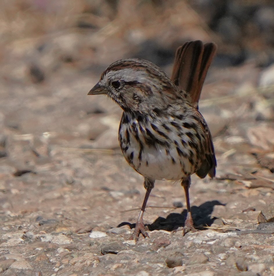 Song Sparrow - ML622147600