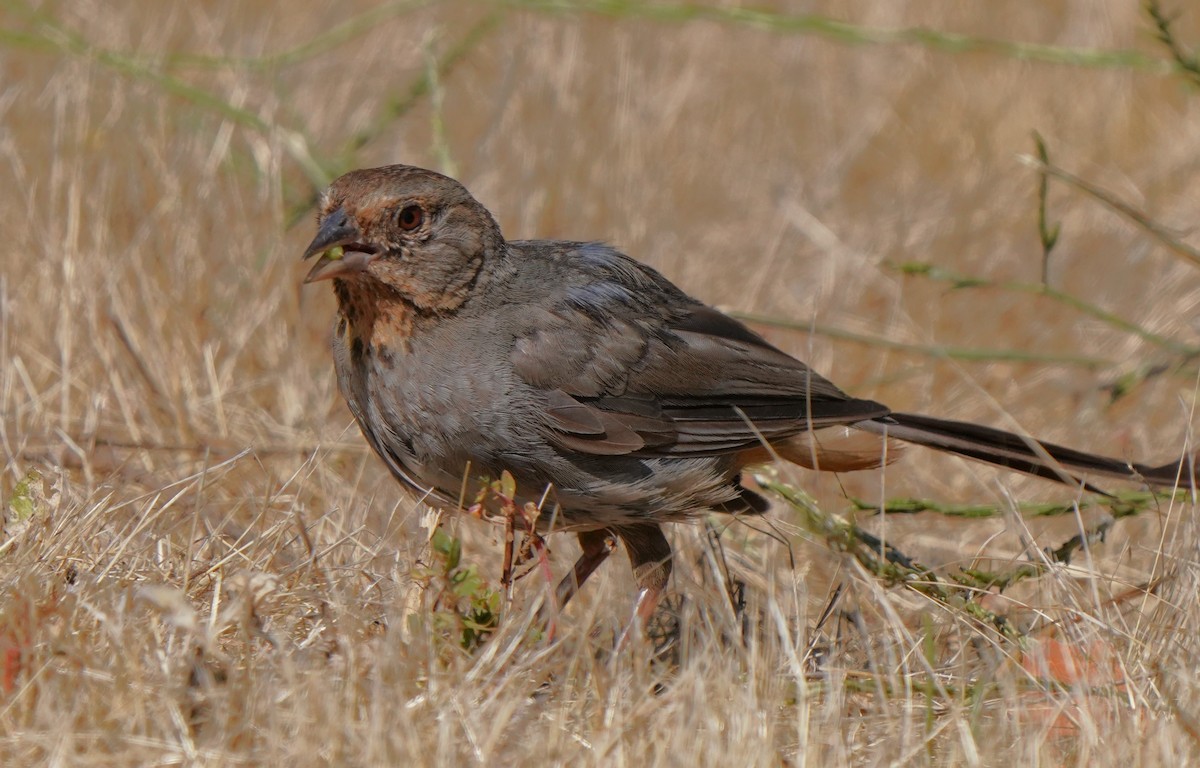 California Towhee - ML622147604