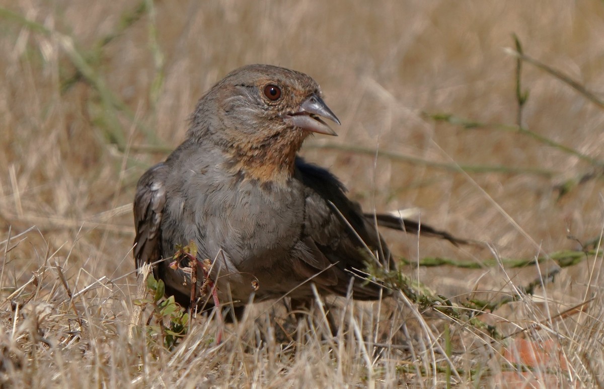 California Towhee - ML622147605