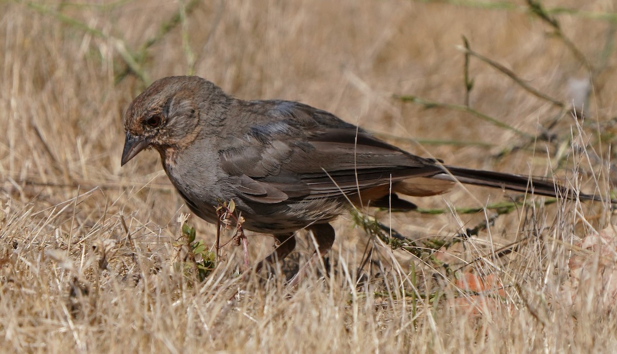 California Towhee - ML622147606