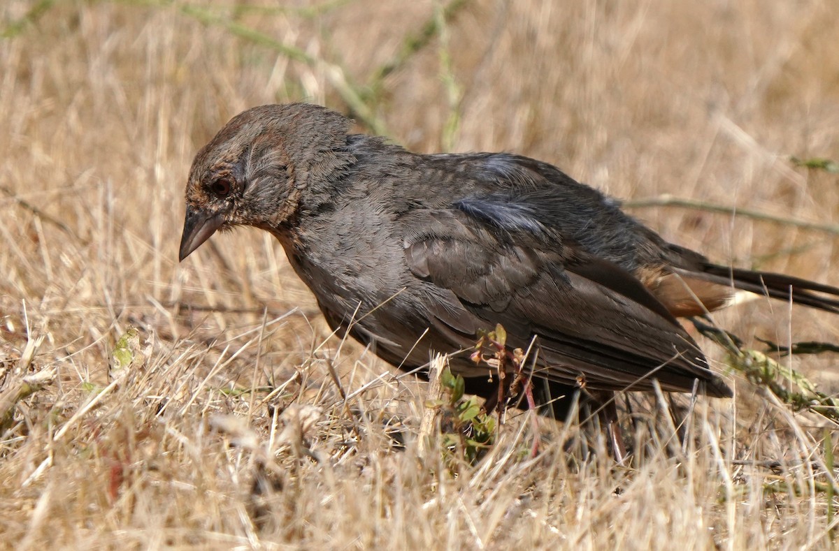 California Towhee - ML622147607