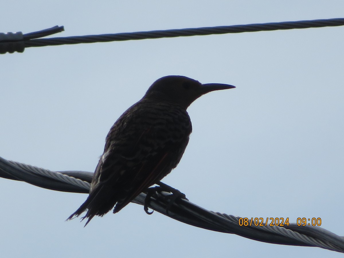 Northern Flicker (Red-shafted) - Anonymous