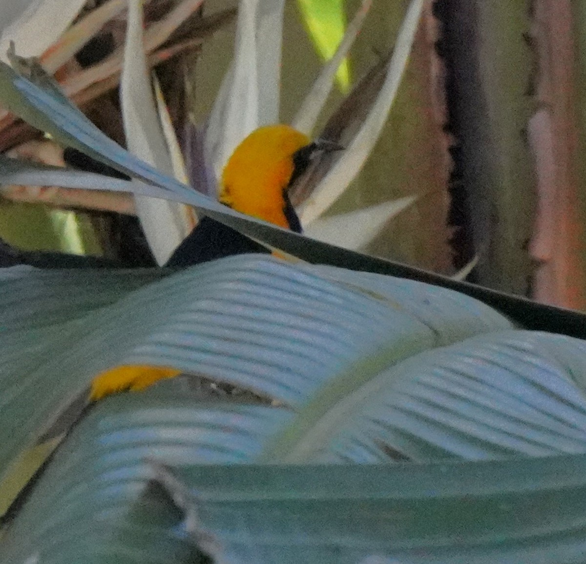 Hooded Oriole - ML622147610