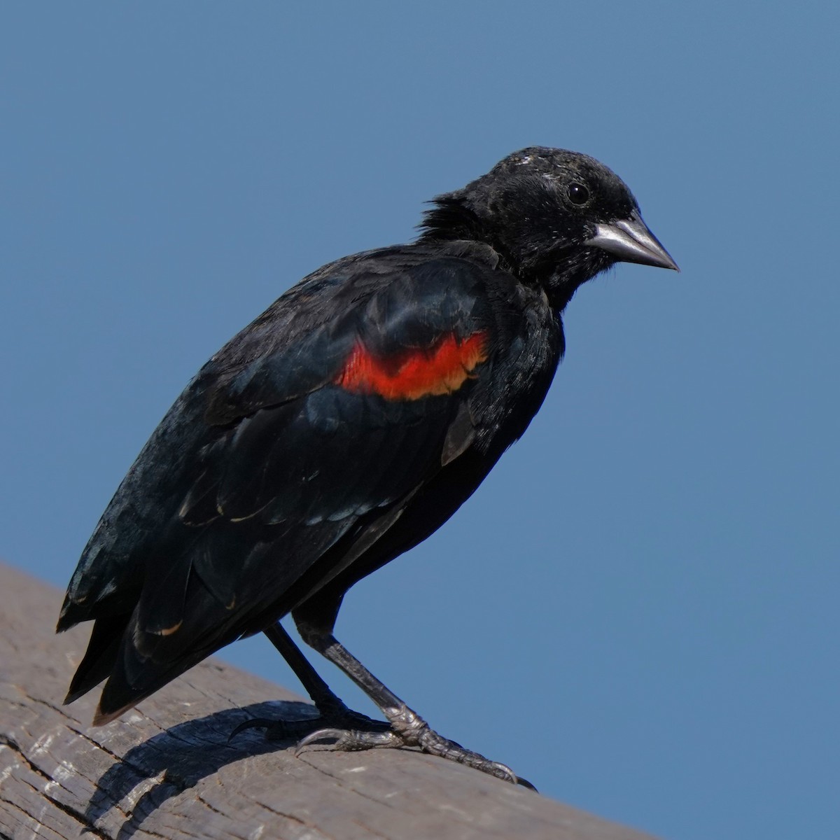 Red-winged Blackbird - ML622147629