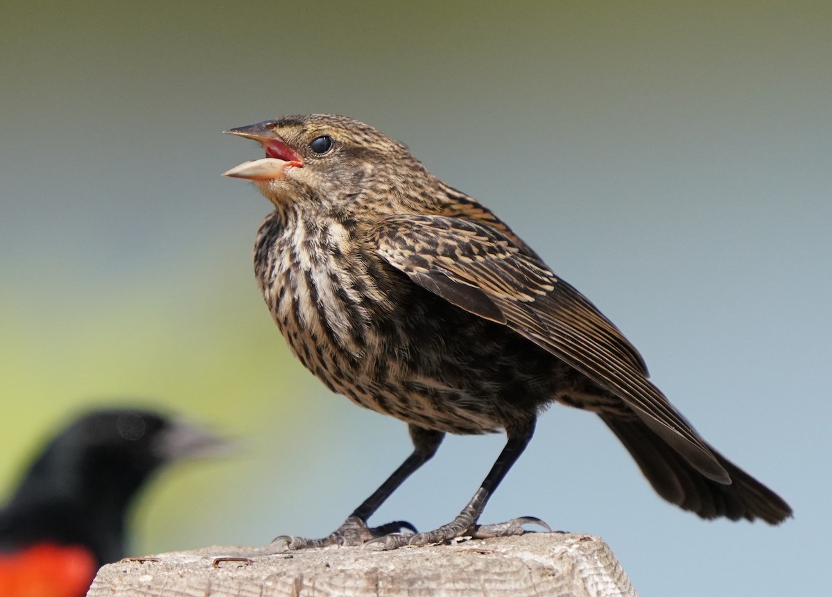 Red-winged Blackbird - ML622147630