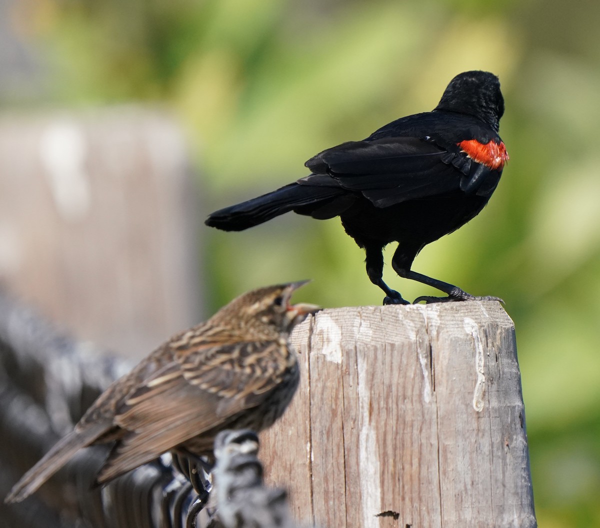 Red-winged Blackbird - ML622147631