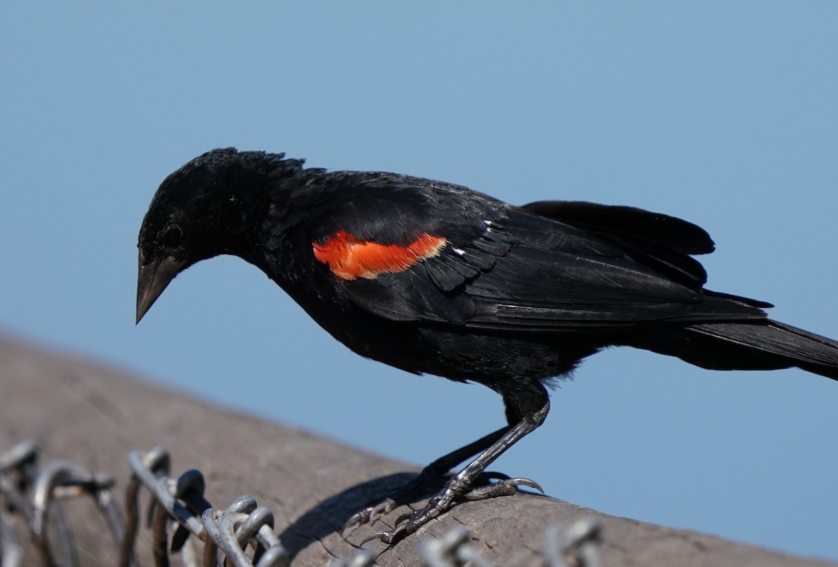 Red-winged Blackbird - ML622147632