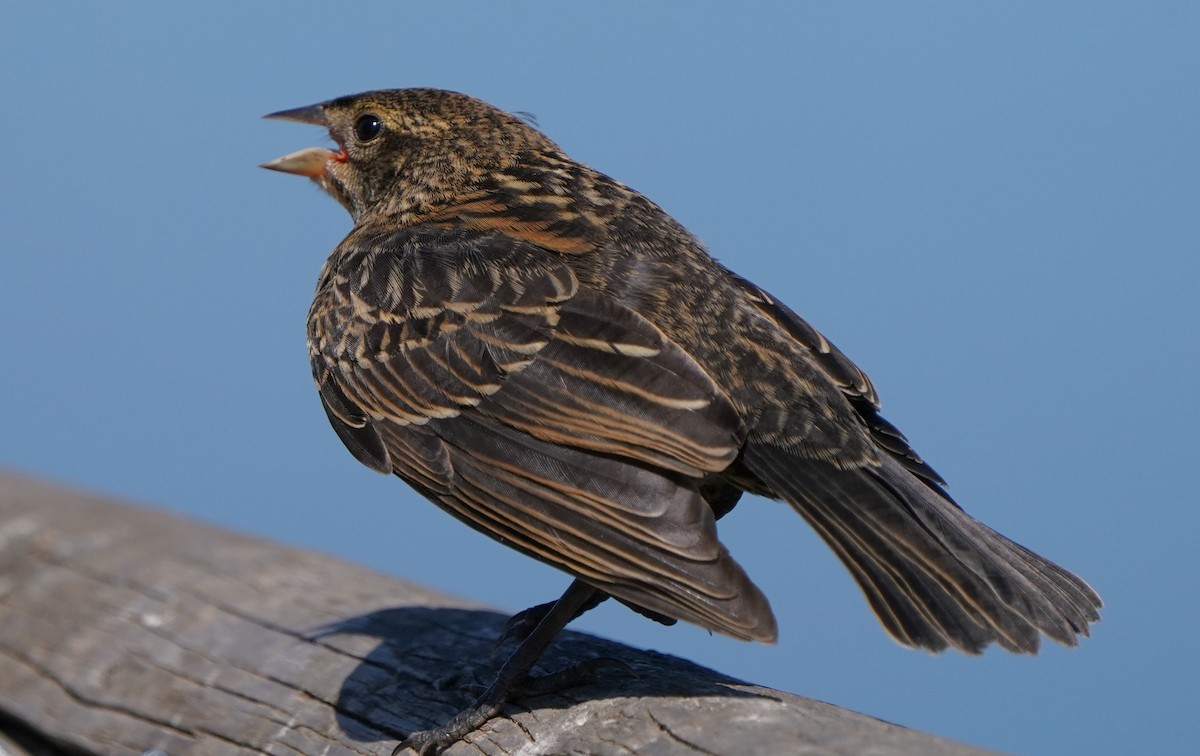 Red-winged Blackbird - ML622147633