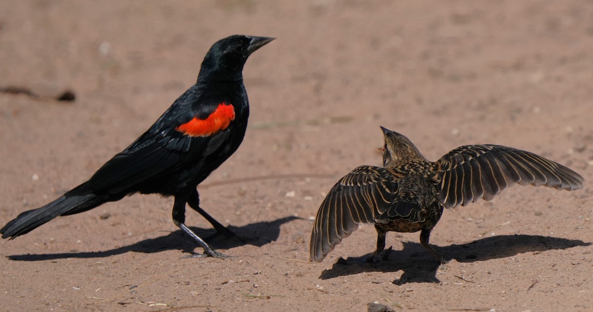 Red-winged Blackbird - ML622147634