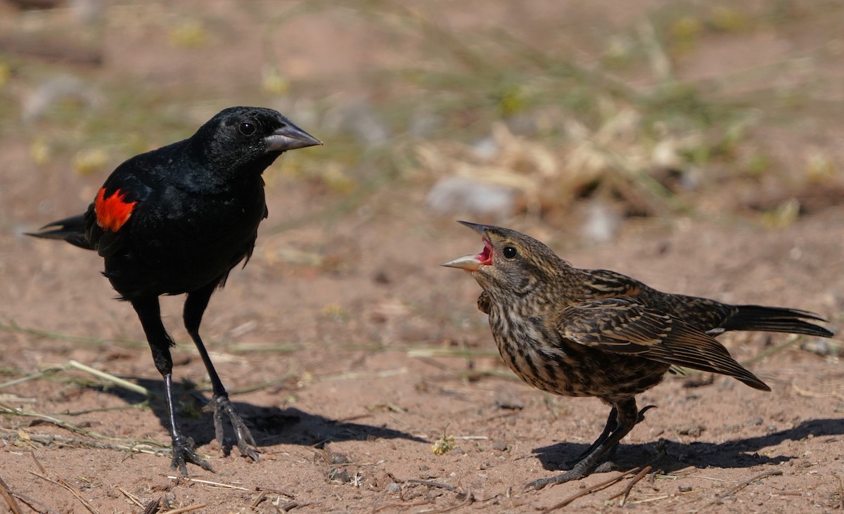 Red-winged Blackbird - ML622147635