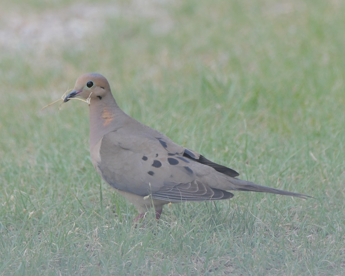 Mourning Dove - ML622147648