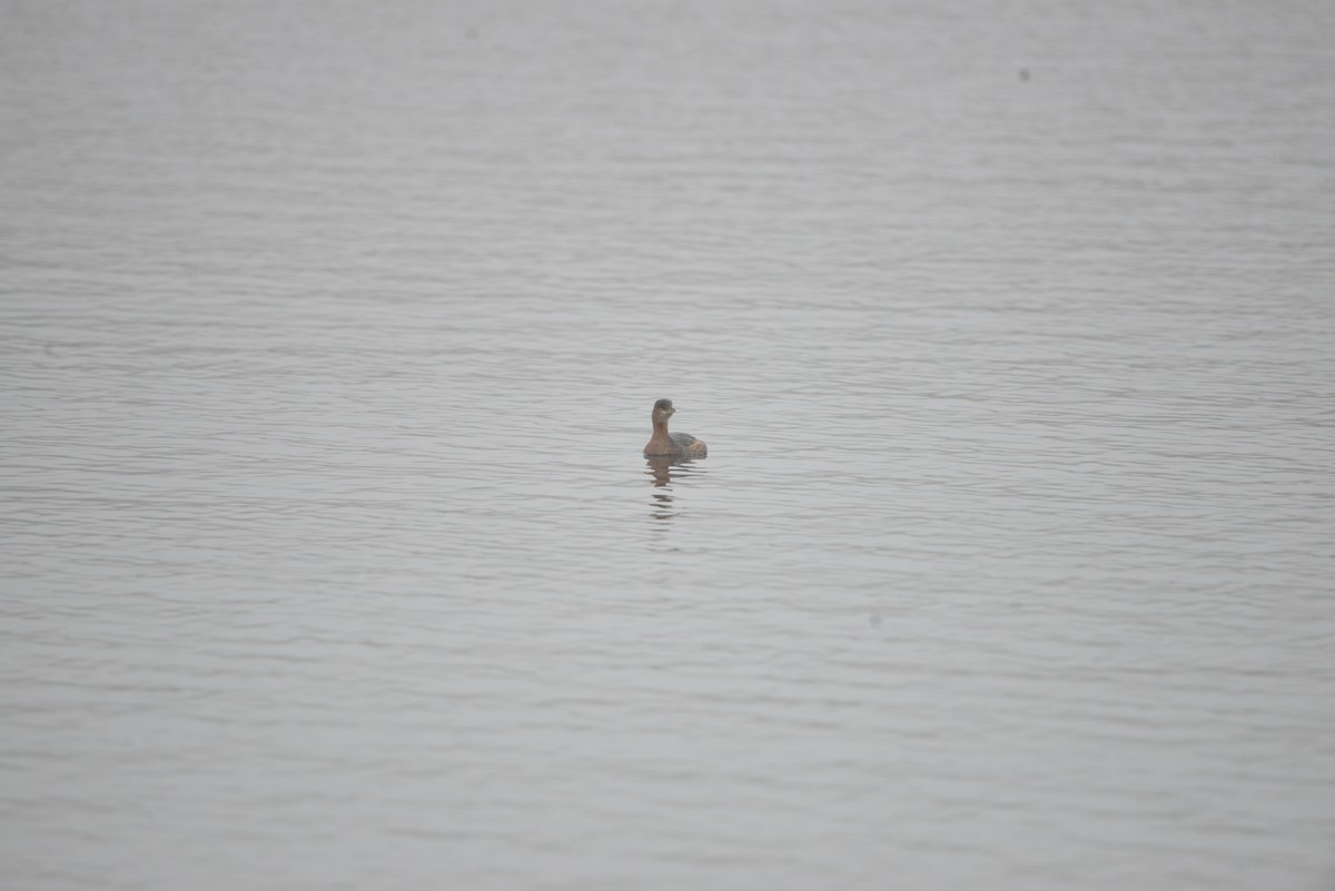 Pied-billed Grebe - ML622147716