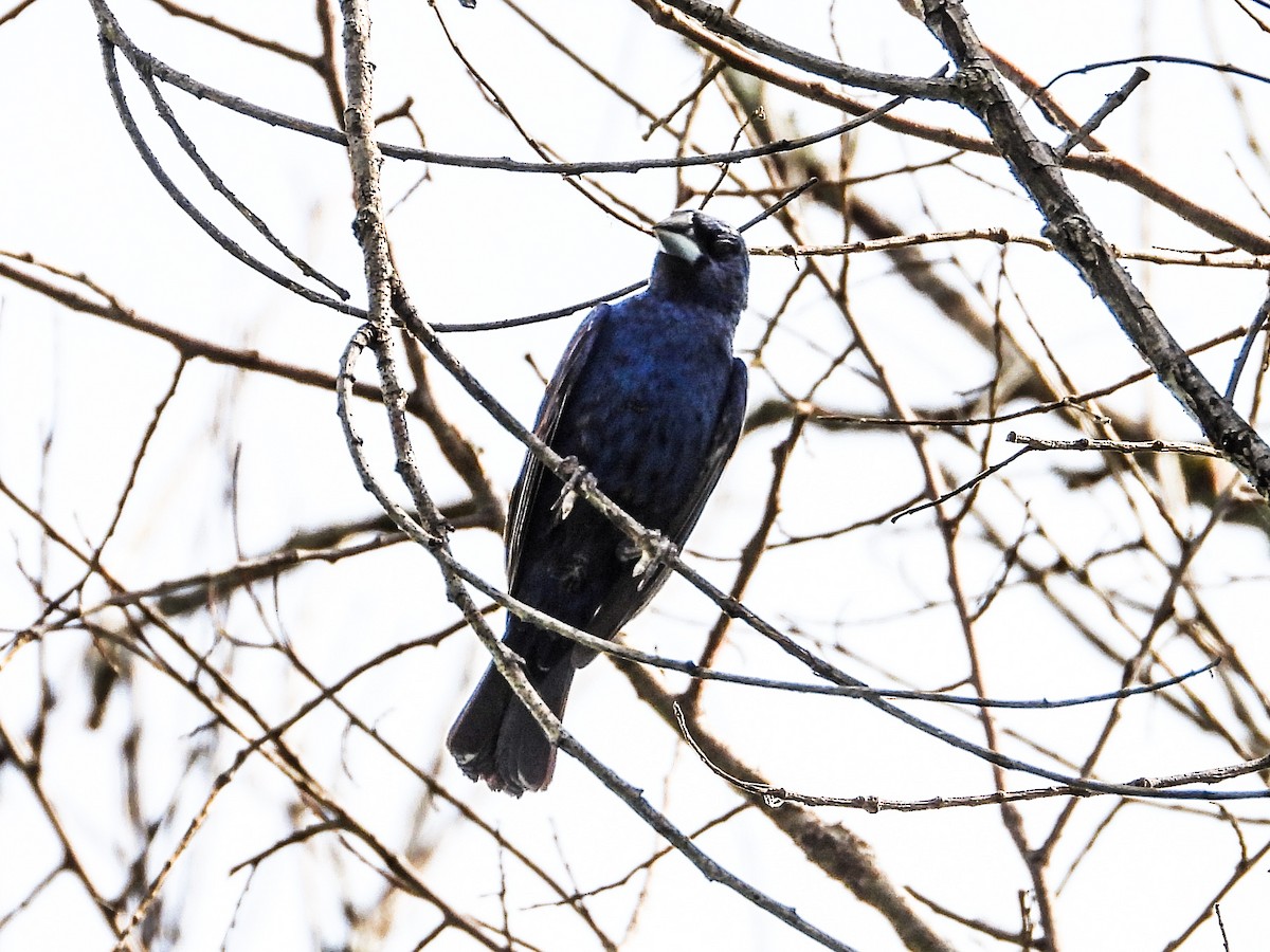 Blue Grosbeak - ML622147766