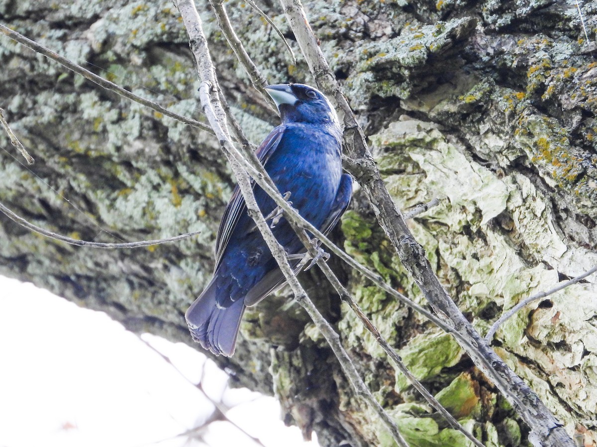 Blue Grosbeak - ML622147767