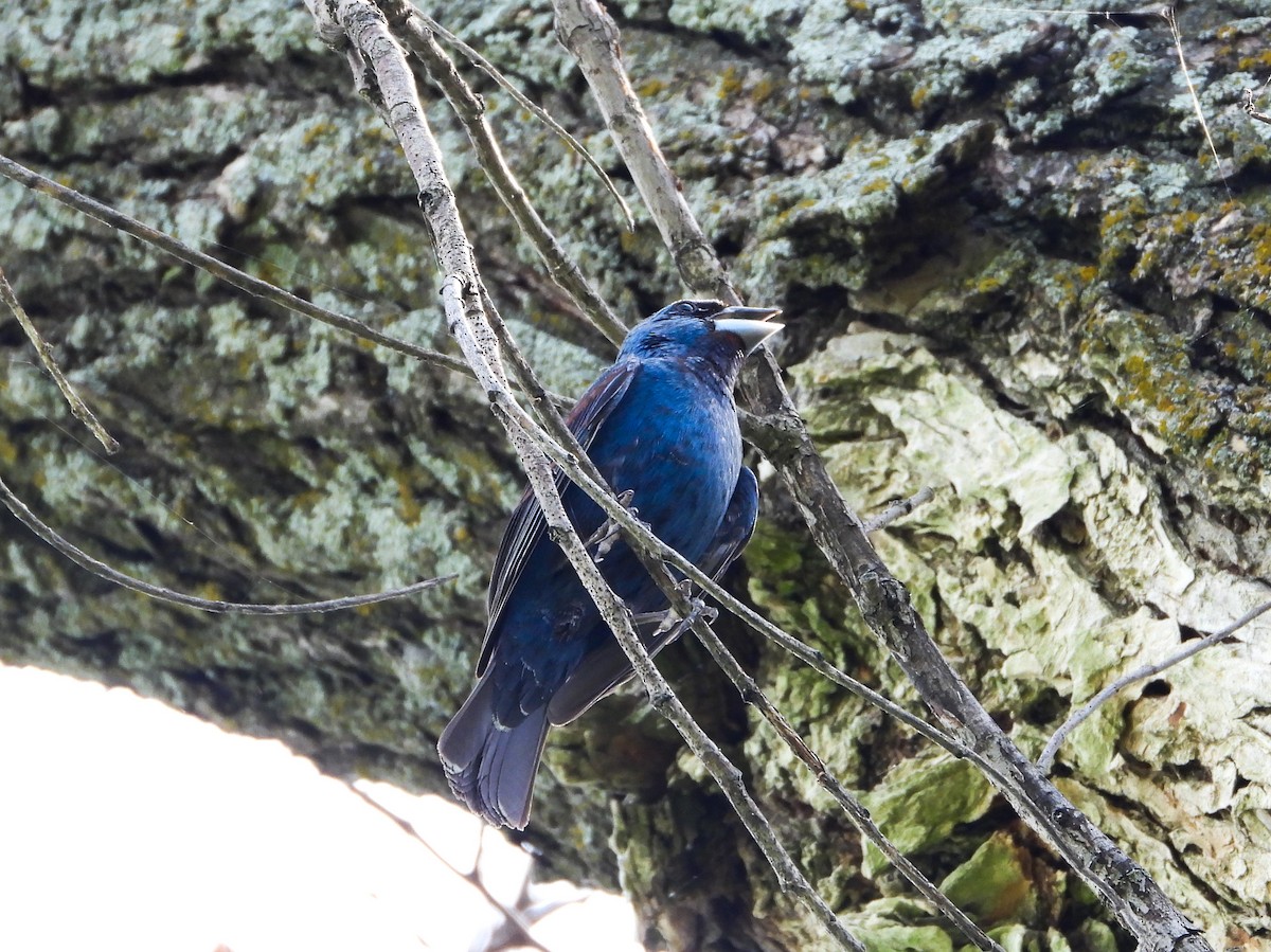 Blue Grosbeak - ML622147768