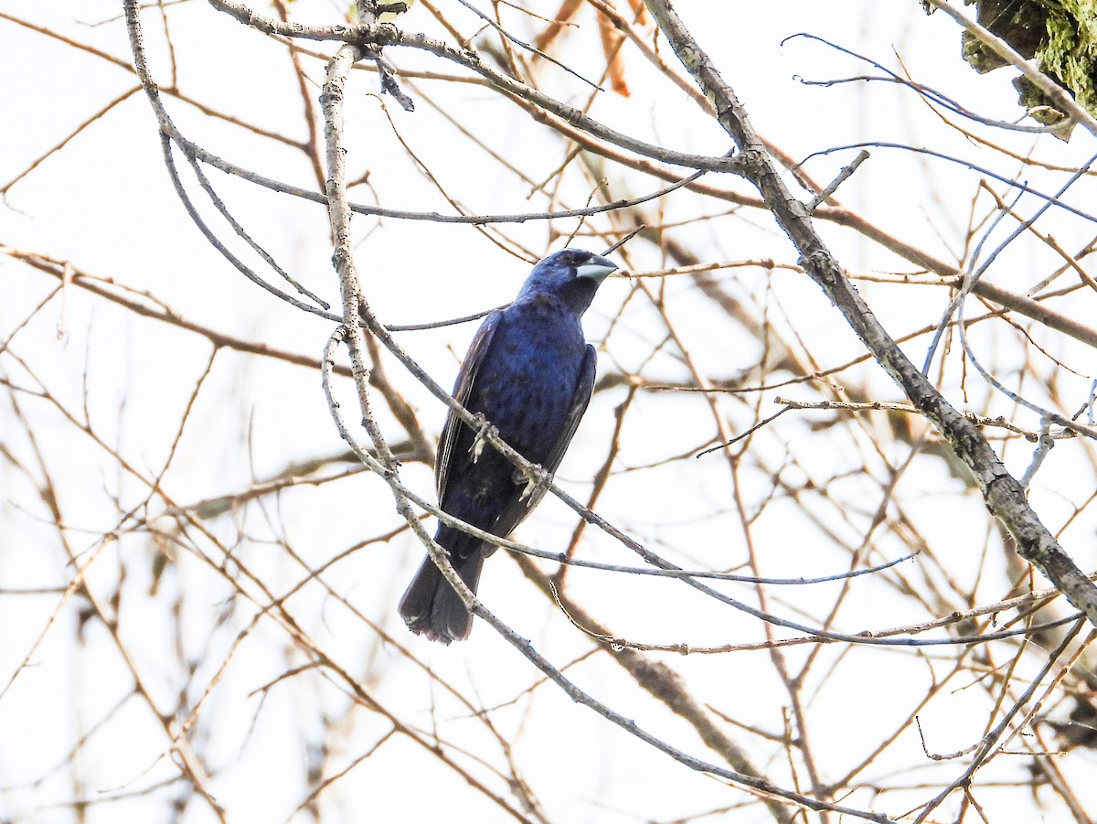 Blue Grosbeak - ML622147769