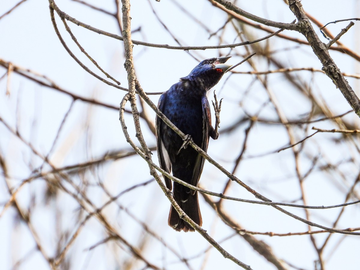 Blue Grosbeak - ML622147771