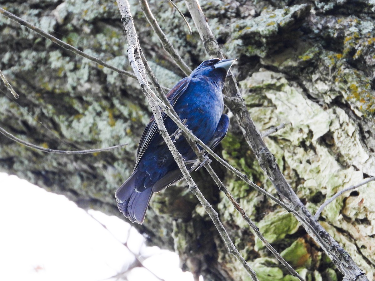 Blue Grosbeak - ML622147773