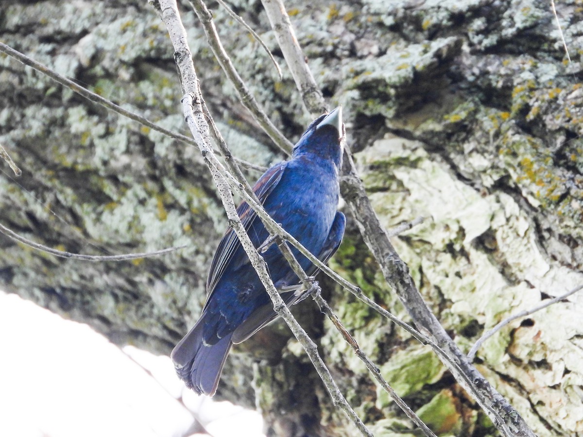 Blue Grosbeak - ML622147775