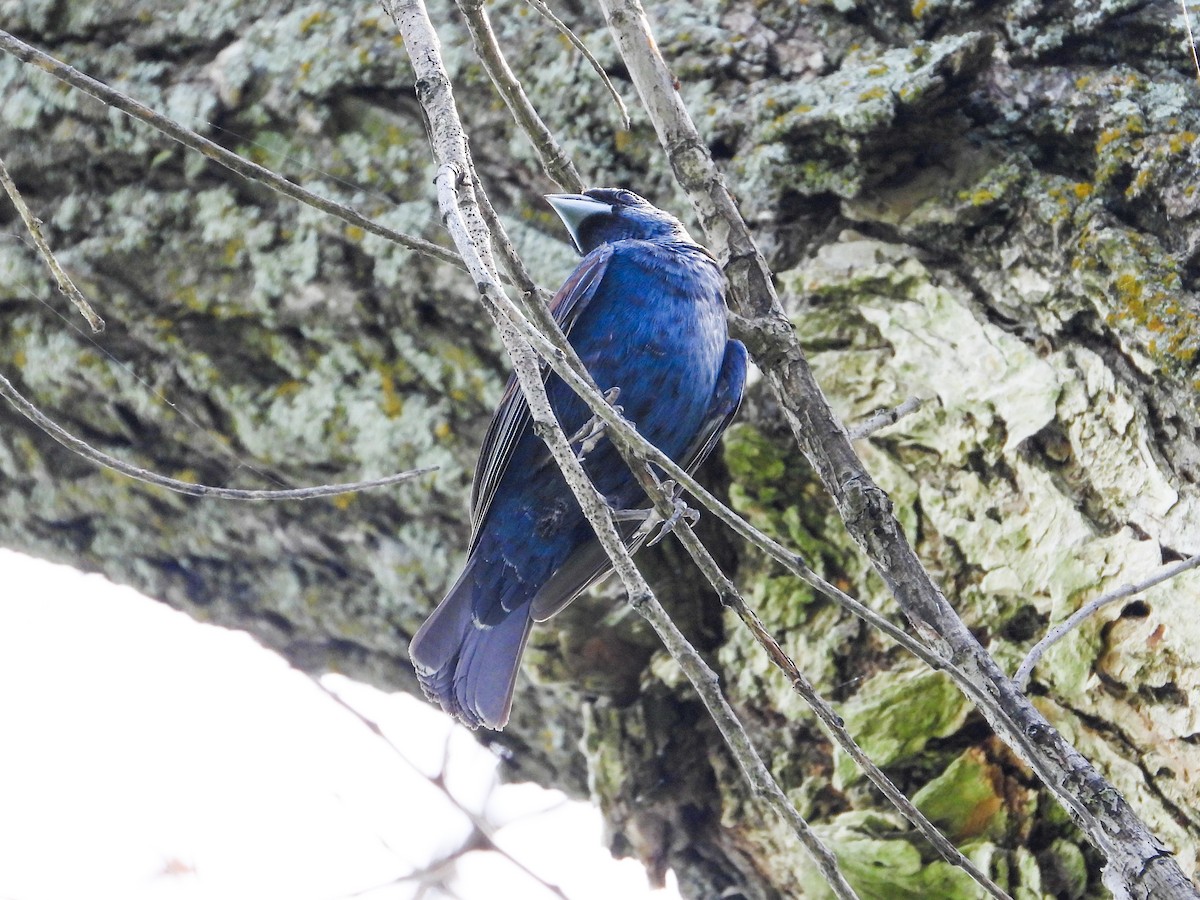 Blue Grosbeak - ML622147776