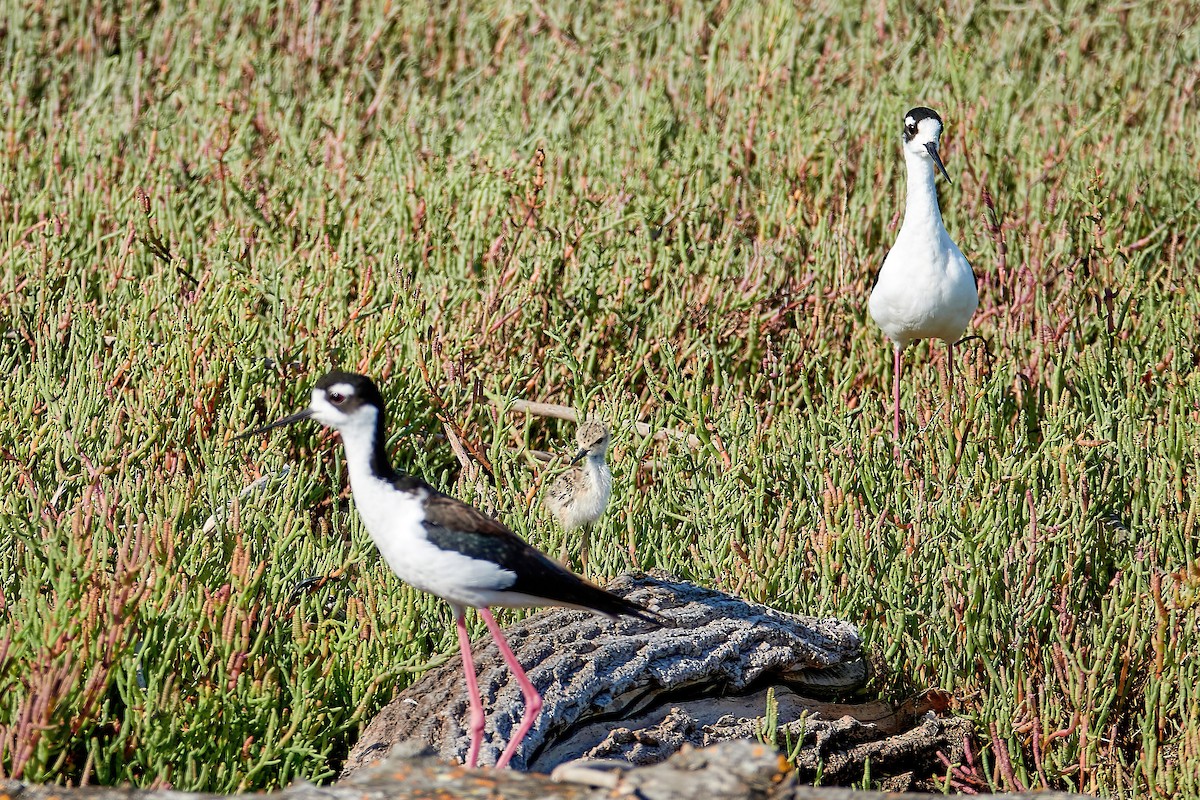 Black-necked Stilt - ML622147782